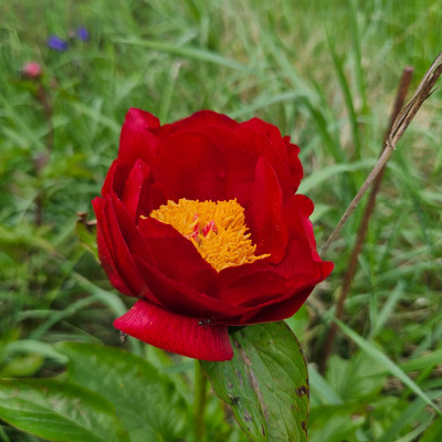 Paeonia The Mackinac Grand 1992 Reath 20240510_141047.jpg