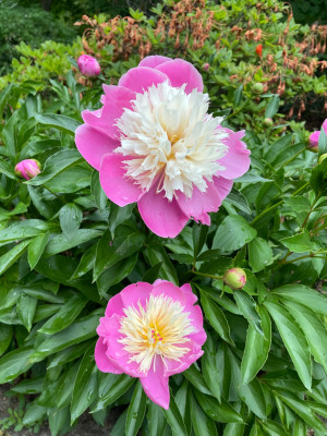Paeonia Bowl of Beuty Mai 2025.jpg
