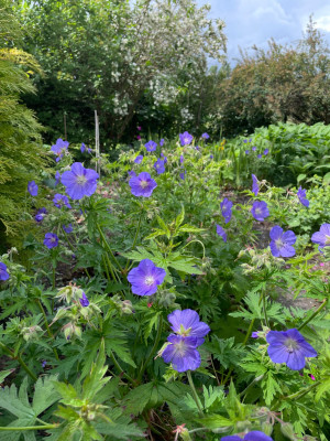 Geranium Brookside Mai 2025.jpg