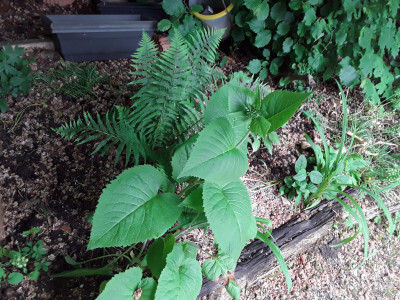 Telekia speciosa