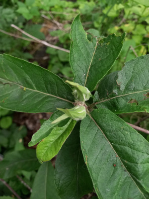 +Cataegomespilus dardarii