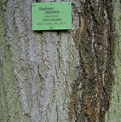 schnurbaum_01.jpg