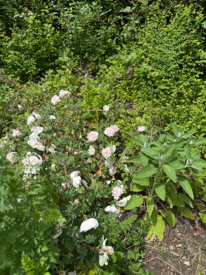 IMG_6654.jpeg