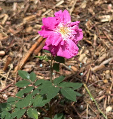 IMG_6667.jpeg