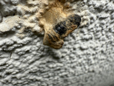 IMG_5313.jpeg