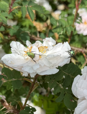 IMG_6659.jpeg