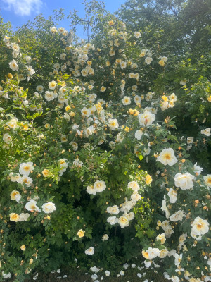 IMG_0060.jpeg