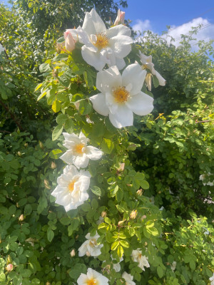 IMG_0062.jpeg