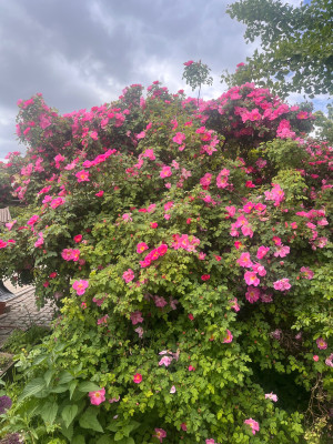 IMG_0090.jpeg