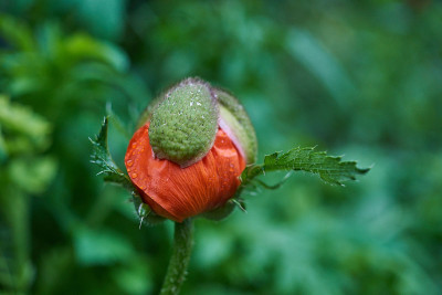 25 05 Garten Mai 524_7282.jpg