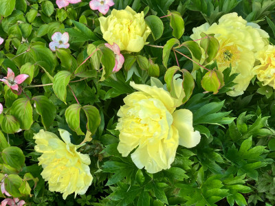 IMG_6643.jpeg