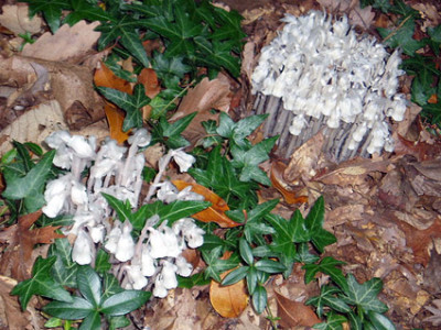 Indian_Pipes_1.jpg