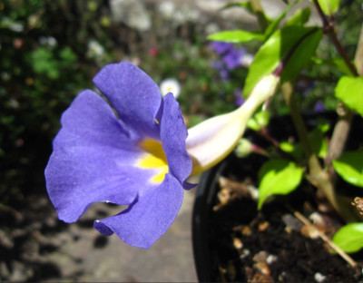 Thunbergia-erecta2.JPG