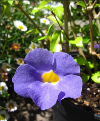 Thunbergia-erecta1.JPG