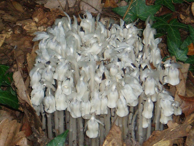 Indian_Pipes_2.jpg