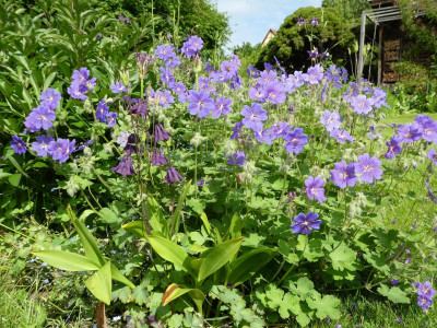 Geranium - 1.jpeg