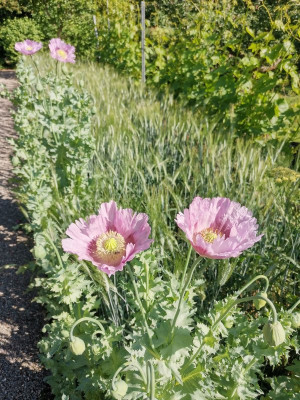 Mohn 20250530.jpeg