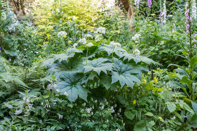 Diphylleia-Jun0120_022.jpg