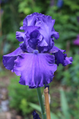 Iris Java Bleu 4.JPG