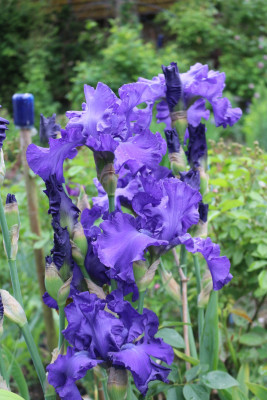 Iris dunkelblau 18.JPG