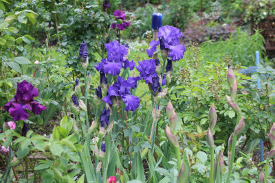 Iris dunkelblau u Sultry Mood.JPG