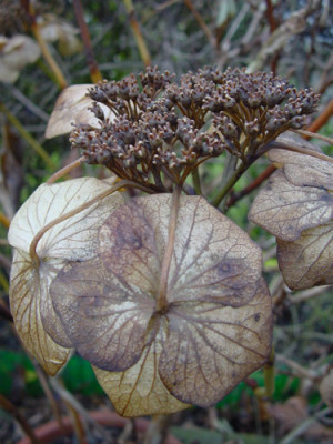 hortensie_dez_04.jpg