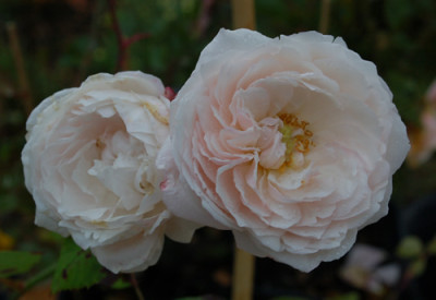 Comtesse_du_Rocquigny_0010__40755.jpg