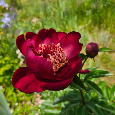 Paeonia Midnight Sun 20250531_124412.jpg