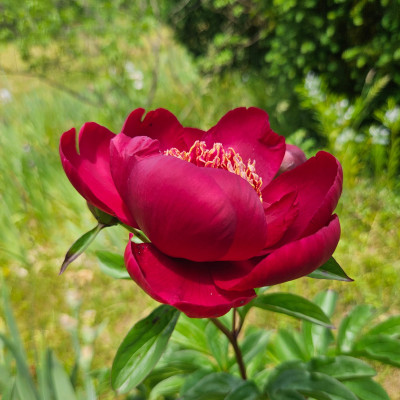 Paeonia Midnight Sun 20250531_124417.jpg