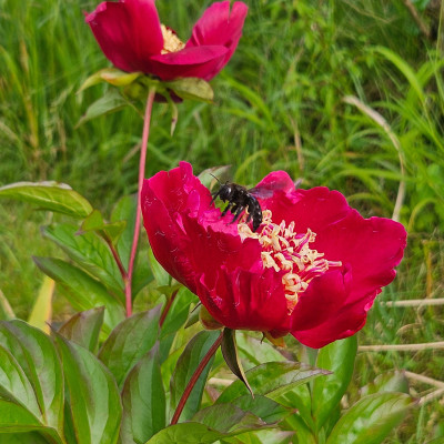 Paeonia Sword Dance f  20250529_164446.jpg