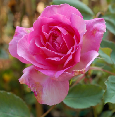 Border_Queen_0010__40911.jpg