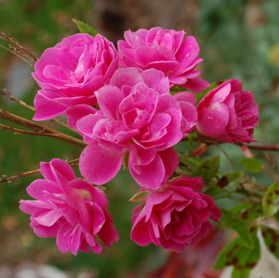Gartendirektor_Otto_Linne_0010__T1_40777.jpg