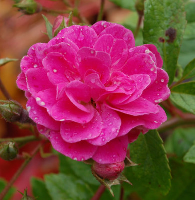 Gartendirektor_Otto_Linne_0012__T1_40776.jpg