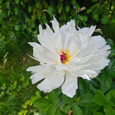 Paeonia Lois Kelsey 20250531_124742.jpg