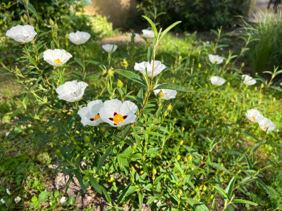 IMG_5812.jpeg