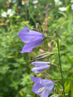 IMG_5923.jpeg