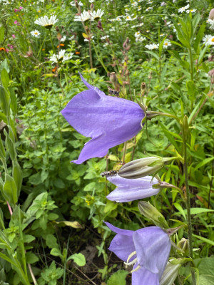 IMG_5926.jpeg