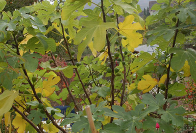 Feigenbaum_0010__T_40766.jpg