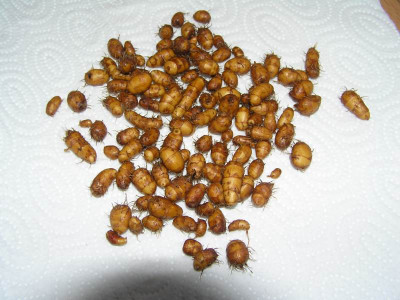 erdmandeln08.jpg