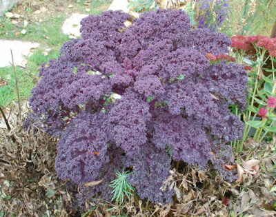 Gruenkohl_0010__0893.jpg