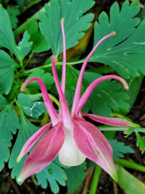 Aquilegia caerulea Barbie.jpg