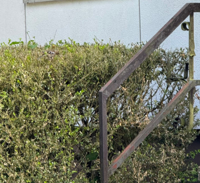 Auf Raupen Suche