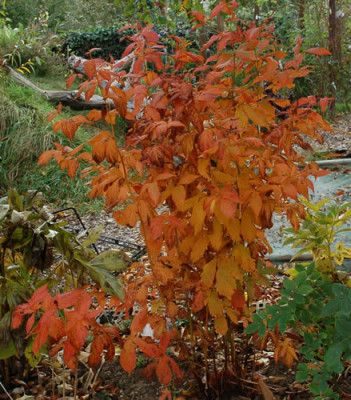 Spirea_Fragezeichen_0010__0837.jpg