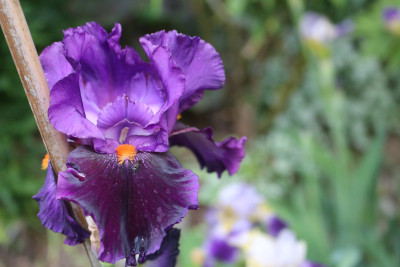 Iris dunkellila Bart orange 39.JPG