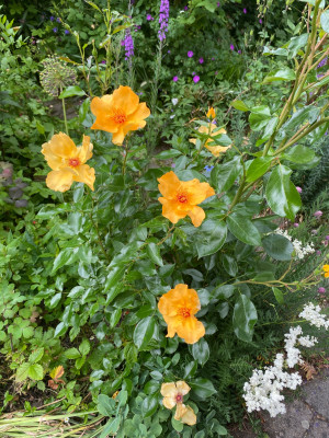 IMG_1547.jpeg