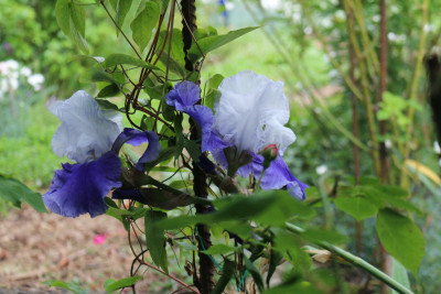 Iris Ride the Wind Pav3.JPG