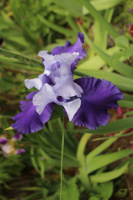 Iris nicht Ride the Wind rotes Beet 2.JPG