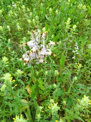Dodecatheon