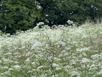 IMG_6363.jpeg