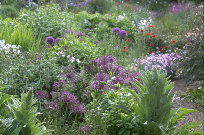 Allium christophii.jpg